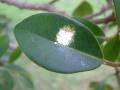 Fig psyllid